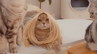 Cats react to a cat dressed as a woman