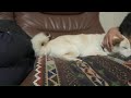 疲れて横になる飼い主に寄り添い眠る柴犬が健気で愛おしかった！【癒し】