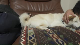 疲れて横になる飼い主に寄り添い眠る柴犬が健気で愛おしかった！【癒し】