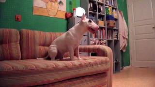 Миниатюрный бультерьер - Тюлень | Miniature bull terrier - seal Миниатюрный бультерьер - Тюлень | Miniature bull terrier - seal