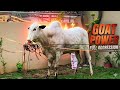 “یہ بکرا کنٹرول سے باہر 😳🔥 | Eid Qurbani Prep 2026 | Full Aggression Mode”