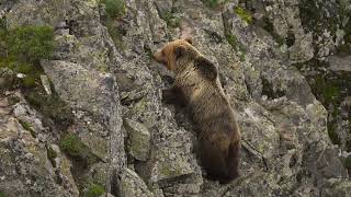 A brown bear climbing a rock like alpinist