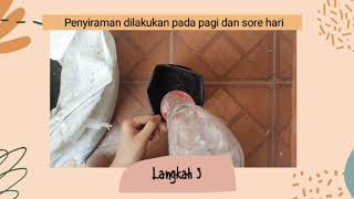 Menanam Kangkung Mudah #DirumahAja