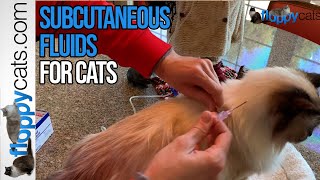 Subcutaneous Fluids for Cats: How To with Ragdoll Cat Murphy