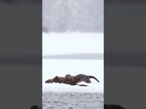 Adorable river #otters