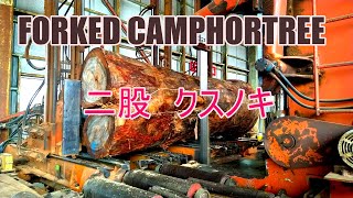 二股クスノキ製材動画です。forkd camphor