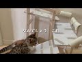 ハシゴがヘタな子猫のためにスロープを【DIY for cat】