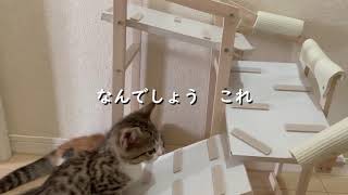 ハシゴがヘタな子猫のためにスロープを【DIY for cat】