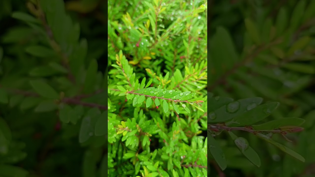 Green Leaves | Garden after rain 