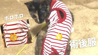 【術後服を噛み砕く❗️】手術後の傷舐め防止に着せた術後服のおはなし  Vol.89