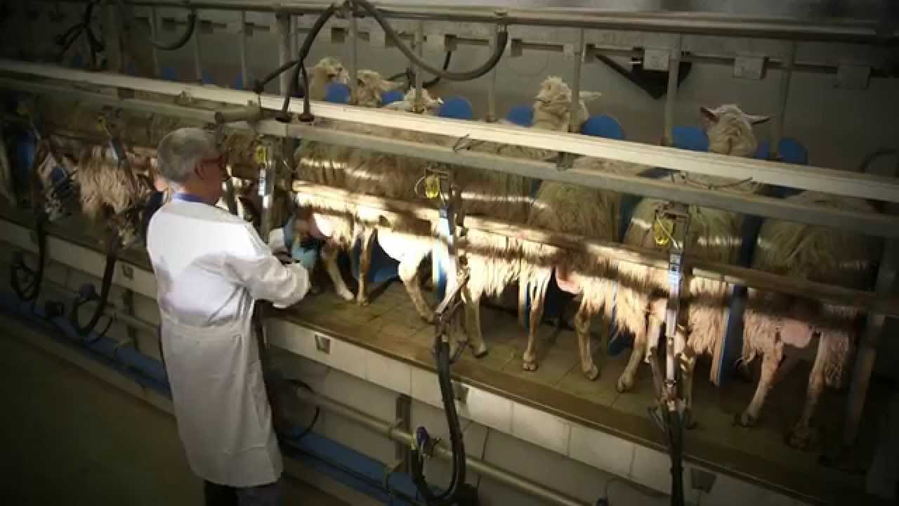 Pecorino Romano Dop - la lavorazione