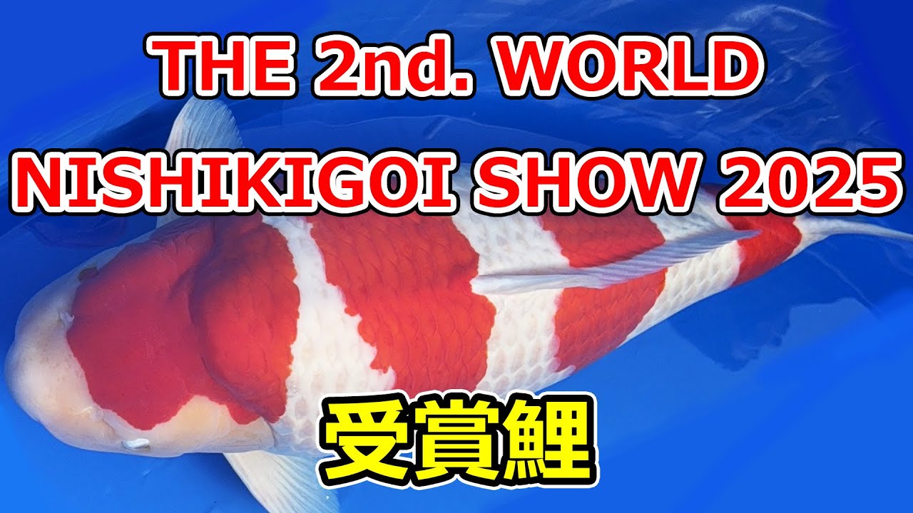 【受賞鯉】第2回ワールドニシキゴイショウ2025 11月23日
