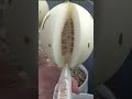 Trồng dưa lê đốm hàn quốc | Growing Korean spotted melon