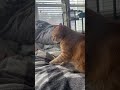 Making biscuits #cat #catvideos #cute #adoptdontshop #catshorts