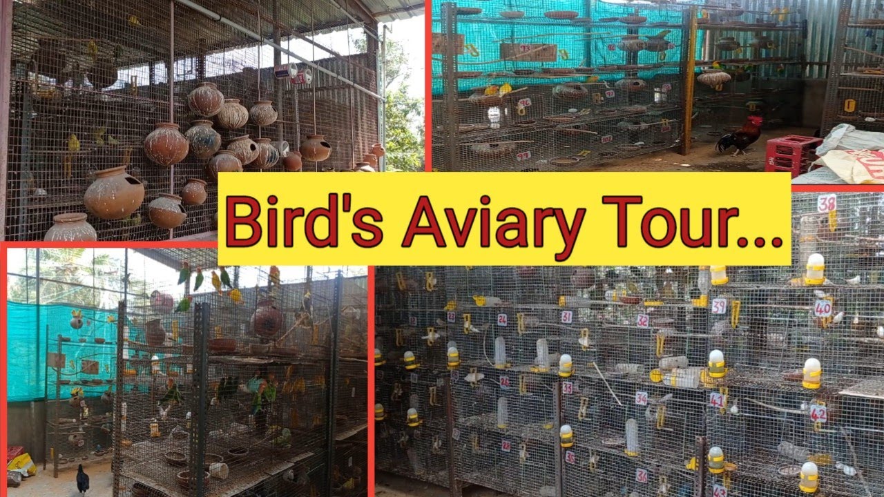 Our Birds Aviary Tour now....#birdsbreeding#birdstypes#birdssale - YouTube