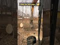 This Machine is a Game Changer for Loggers! 🚜🪵