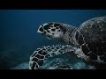 Suretta Venter | Treasured Underwater Discoveries | Digital Online 2025