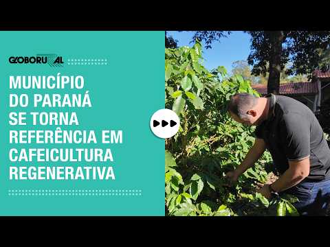Município do Paraná se torna referência em cafeicultura regenerativa | Globo Rural