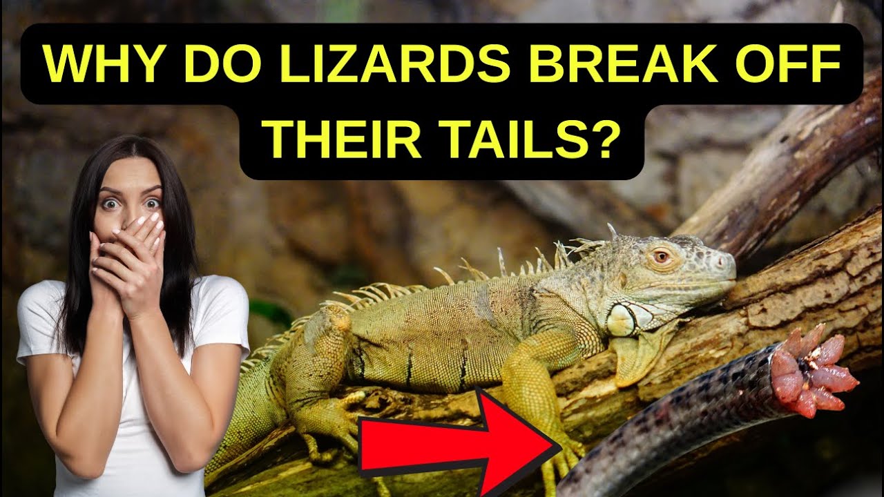 Why Do Lizards Break Off Their Tails ?