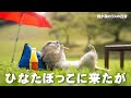 リチャードソンジリスとはこんな生き物【リチャードソンジリス】
