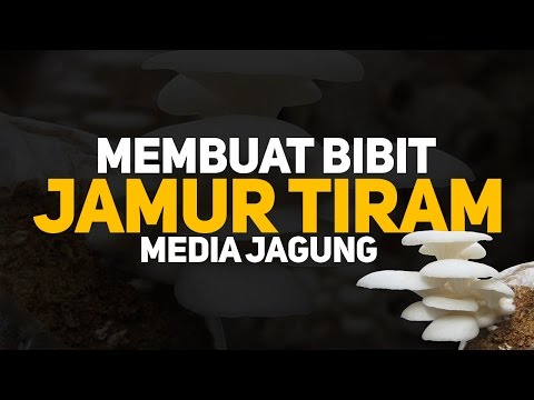 pembuatan bibit f0 jamur tiram doovi pembuatan bibit f0 jamur tiram doovi