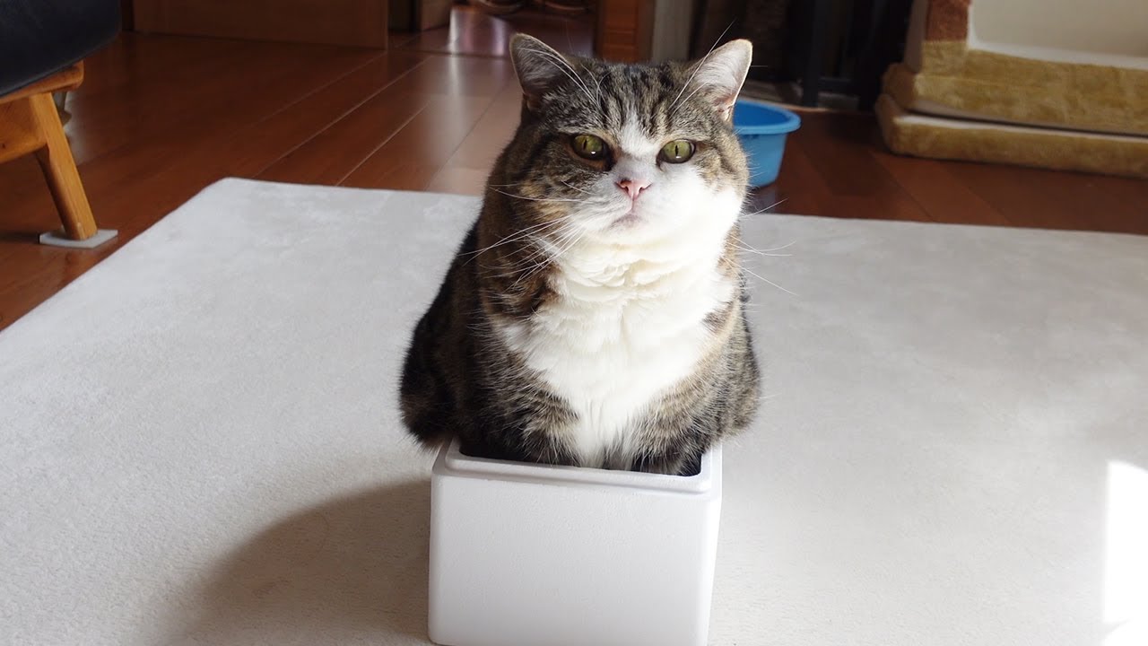 ケーキよりも箱が好きなねこ。Maru likes boxes more than cakes. YouTube