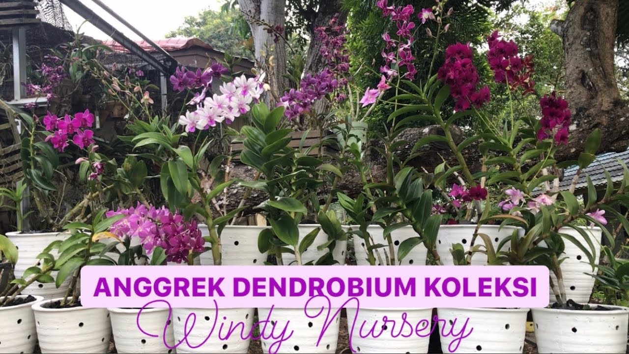 ANGGREK DENDROBIUM KOLEKSI WINDY NURSERY