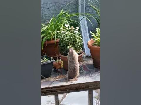 Groundhog Eating Flowers - Summer 2023 - YouTube