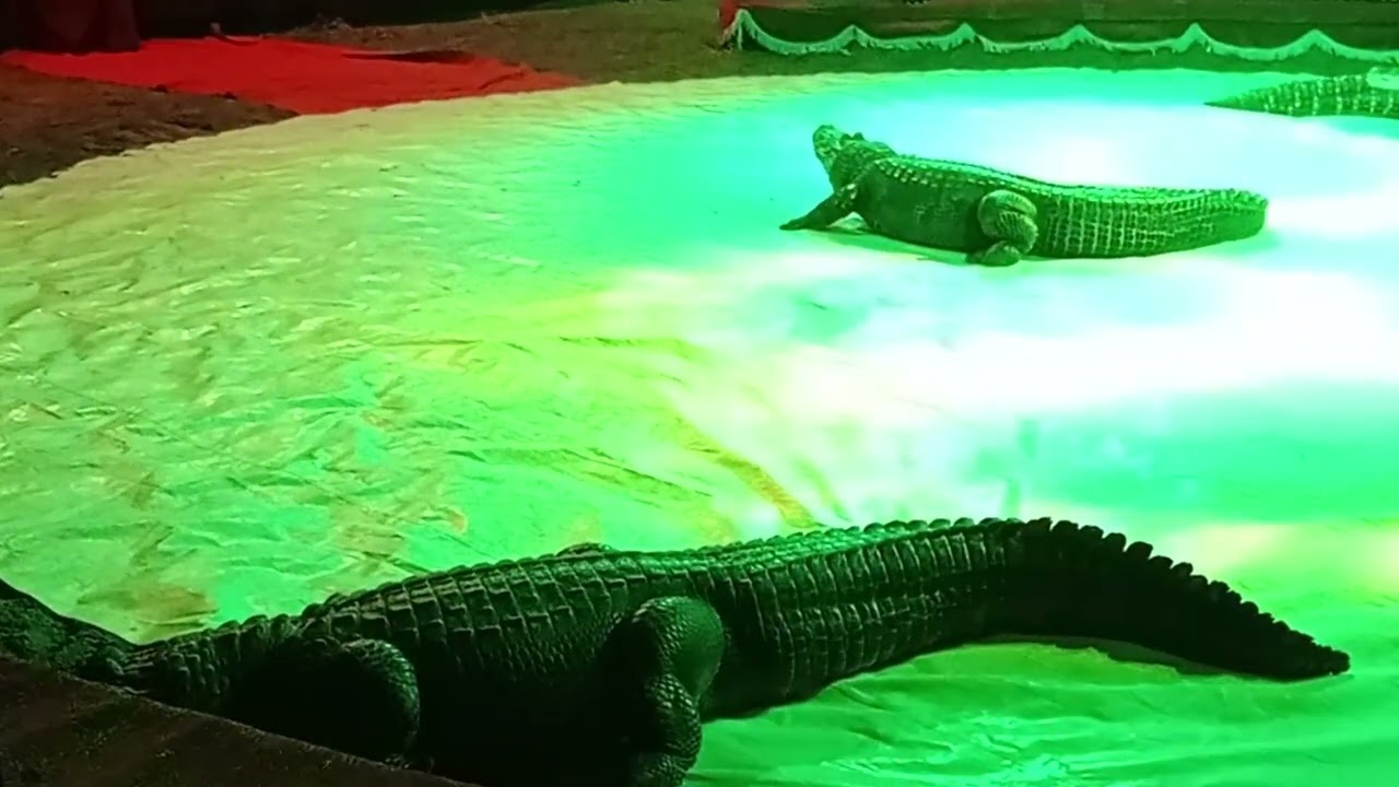 SIAMO ANDATI AL CIRCO 