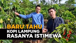 Masuk ke Kebun Kopi Lampung! Akhirnya Tahu Kenapa Rasanya Istimewa