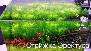 Стрижка Эректуса