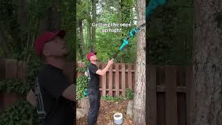 Mid summer yard maintenance with SEESII pole saw #gardeningtips #farming #yardwork #chainsaw