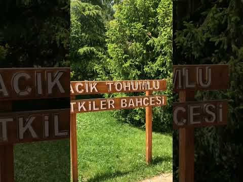 Video: Botanik Bahçesi (Botanicka Basta) açıklaması ve fotoğrafları - Karadağ: Kolasin
