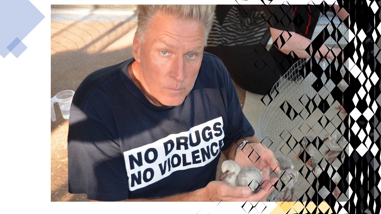 Mike Bolhuis: The Flamingo Project