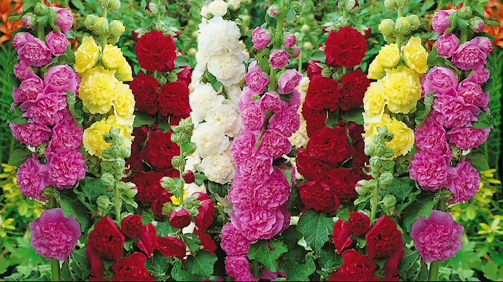 Roberta's 4-piece Country Romance Double Hollyhock...