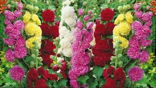 Roberta's 4-piece Country Romance Double Hollyhocks on QVC