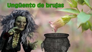 Belladona, la planta de las BRUJAS‍♀ (Atropa belladonna), Plantas de Uso Tradicional 14