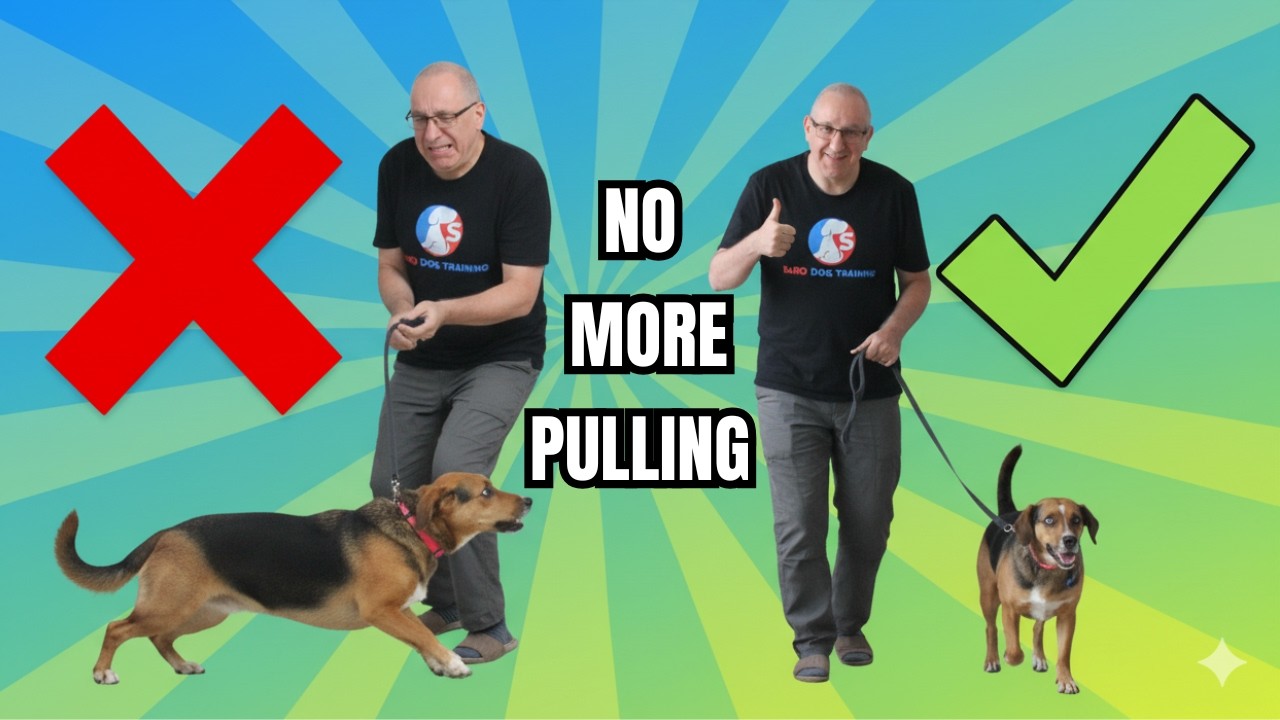 How to Enjoy Walks With Your Stubborn Breed Dog