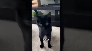 This Cat Says No. Why?