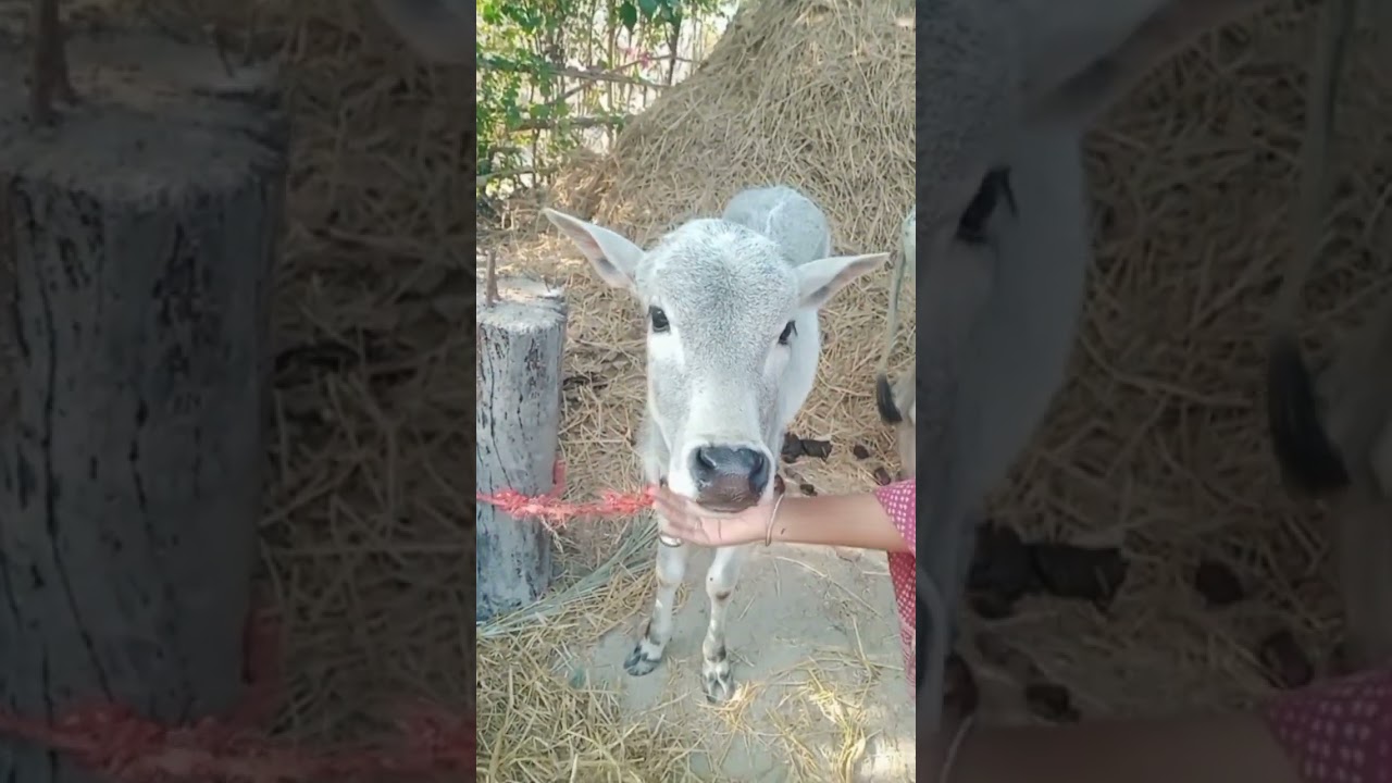 my cute little cow video 📷 