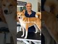 Canaan Dog