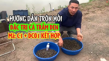 Hướng dẫn trộn mồi đặc trị cá trắm đen mã DC01 + C1 siêu quấn ổ