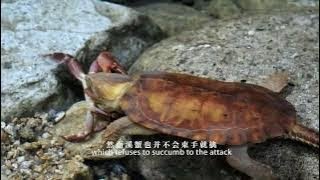 Big-headed Turtle  平胸龟