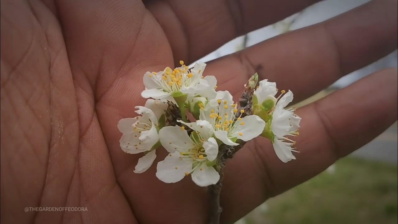 Byron Gold Plum Tree update in The Garden of FEODORA - YouTube
