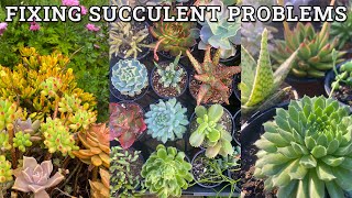 Identifying and fixing succulent problems