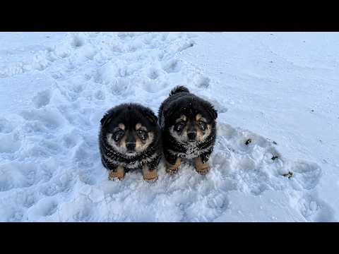 -23°C, two shivering puppies sat on a pile of snow, their teary eyes looking around for help