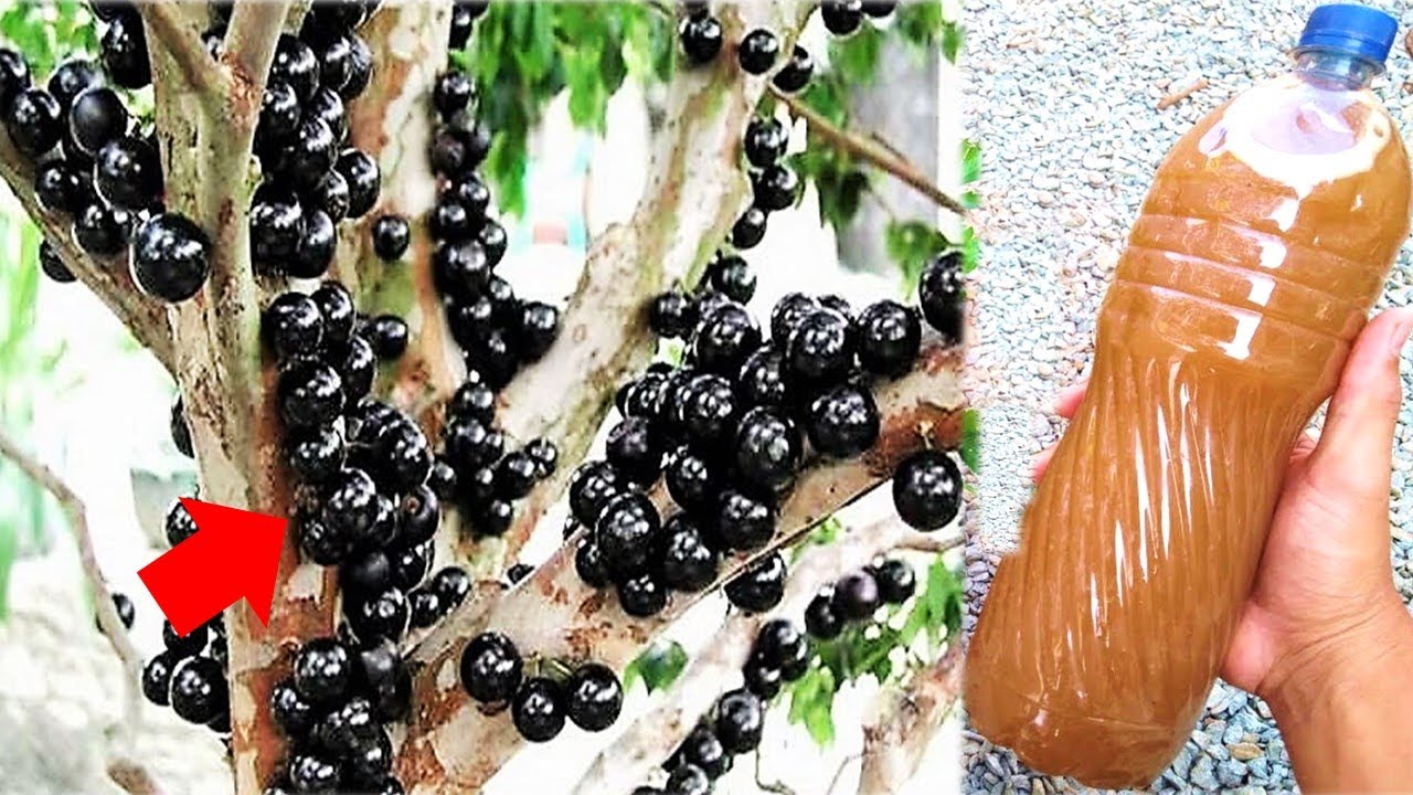 MELHOR ADUBO PARA JABUTICABA DESENVOLVER RÁPIDO (Recupera o solo e ...