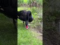 Funny black swan with read beak