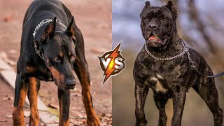 DOBERMAN VS CANE CORSO - Which is More Powerful?