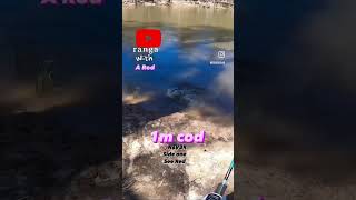 My First Meter Cod On Surface Lure